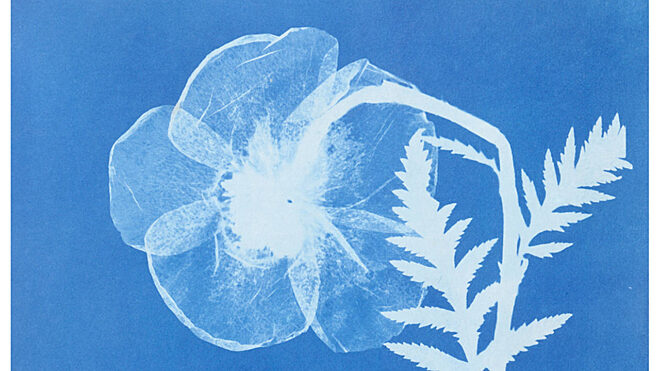 Blauw anna atkins papaver orientale oriental poppy 1854 trivium art history 1